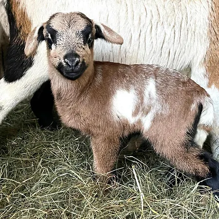 Nyaraló Stoertebeker Auf Dem Gut Am *